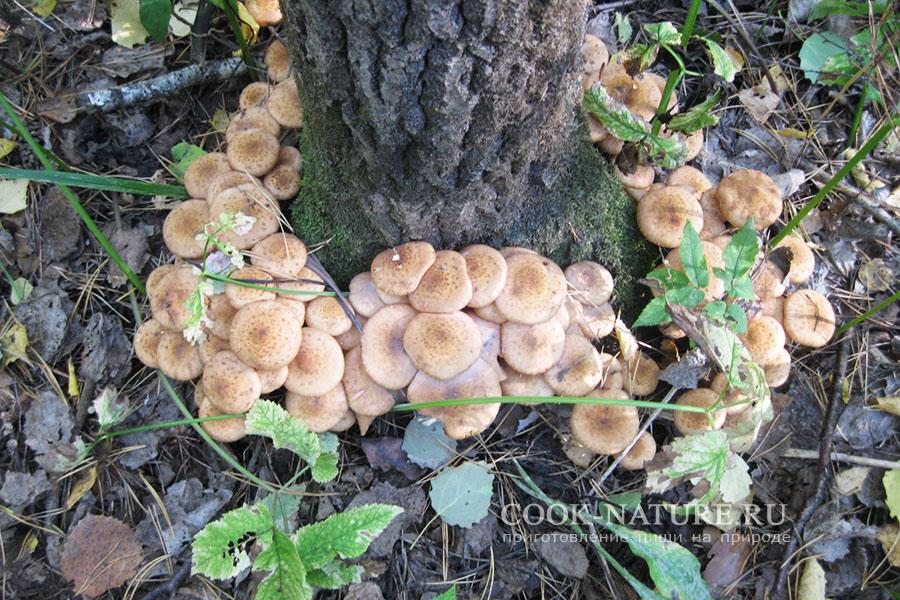 собираем лесные грибы